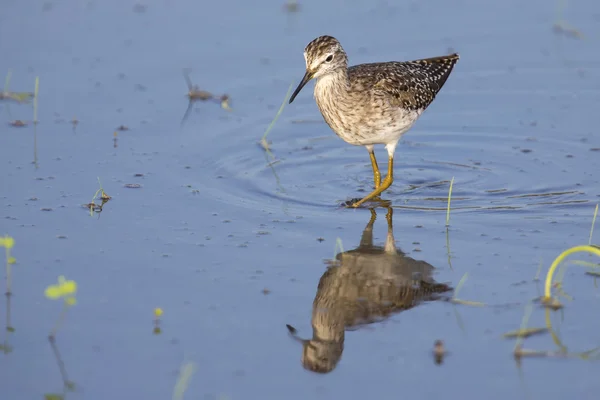Wood sandpiper wading in shallow water with reflection — Stock Photo, Image
