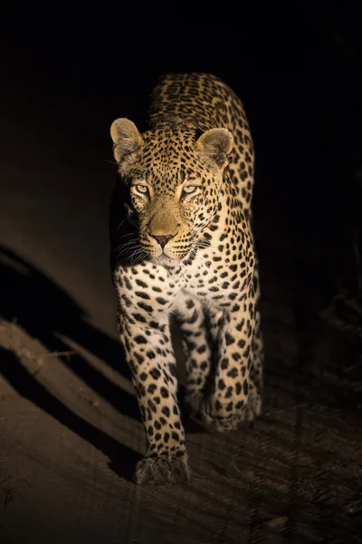 Big strong male leopard walking in nature at night — Stock Photo, Image