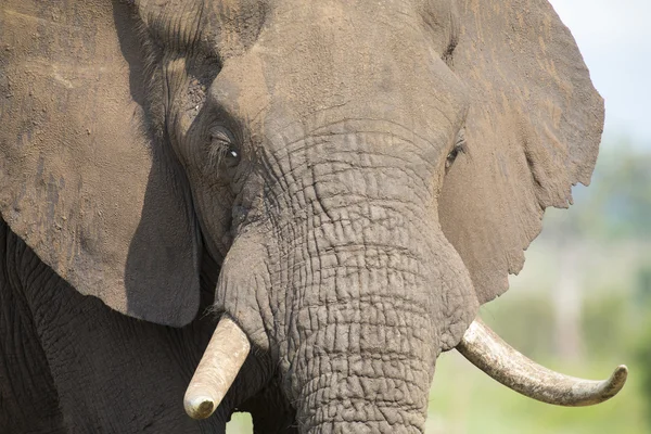 Elefantenzähne und Mund in Großaufnahme mit Details — Stockfoto