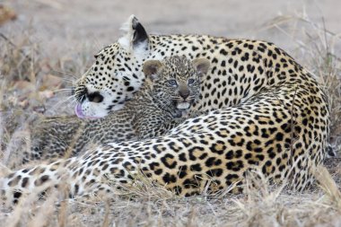 Leopar anne yavrusunu karanlıkta toplama içinde önem verdiği