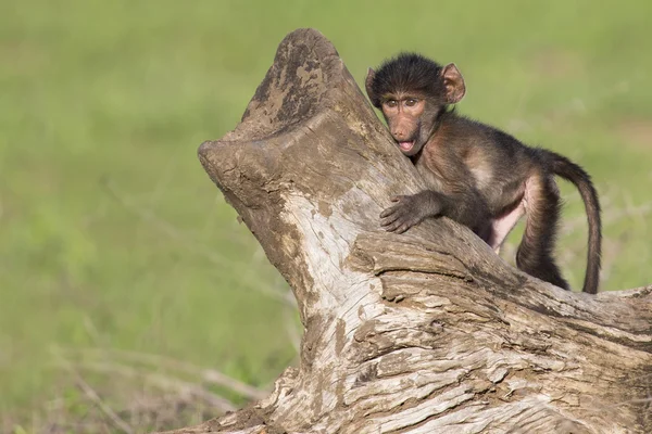 Schattige baby baviaan zit op een boomstronk te spelen — Stockfoto