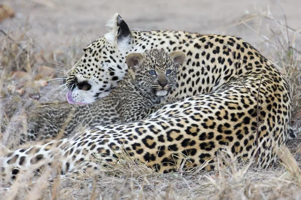 Leopardo mãe cuida de seu filhote em recolher escuridão — Fotografia de Stock