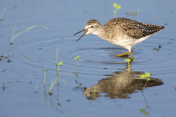 Houten strandloper waden in het ondiepe water met reflectie — Stockfoto