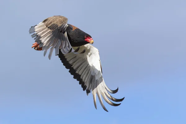 Mature bateleur take off from a tree in blue sky — Stock Photo, Image