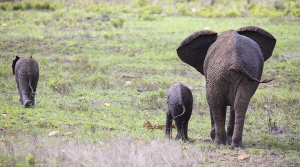 Rebaño de cría de elefantes caminando y comiendo sobre hierba corta —  Fotos de Stock