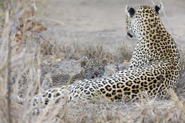 Leopard moeder zorgt voor haar cub bij het verzamelen van duisternis — Stockfoto