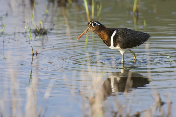 Bécassine peinte femelle marchant dans des insectes de chasse en eau peu profonde — Photo