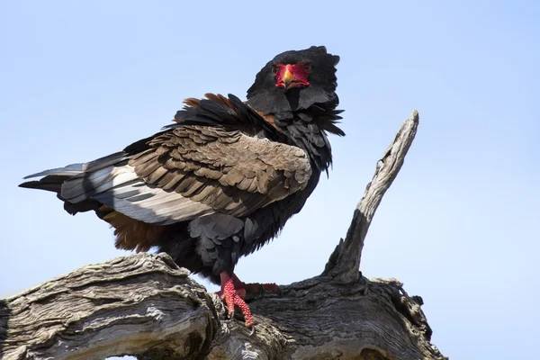 Volwassen bateleur zitten in een boom met blauwe lucht — Stockfoto