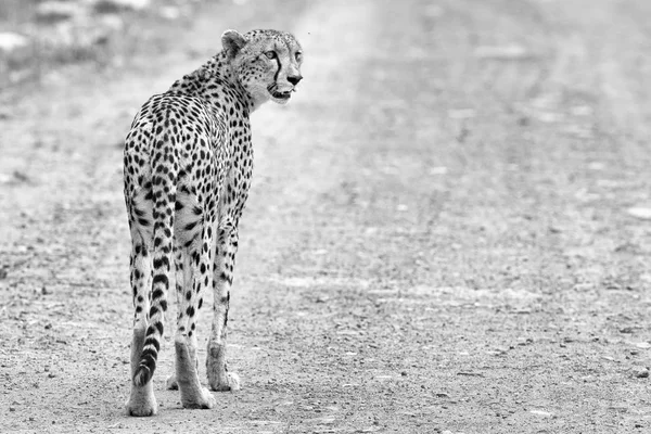 Einsamer Gepard läuft in der Dämmerung auf der Suche nach Beute über eine Straße — Stockfoto