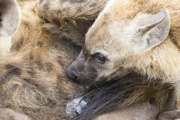 Hyena cubs feeding on their mother as part of a family — Stock Photo, Image