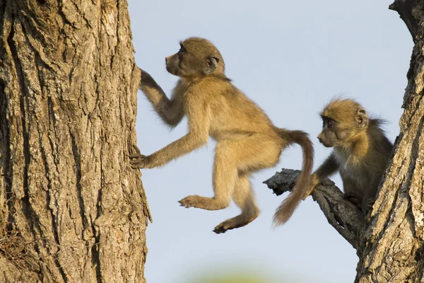 Young baboons play and jump in a tree — Stock Photo, Image