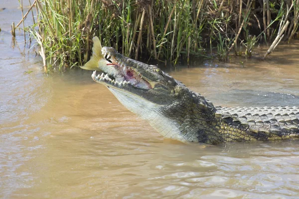 Cocodrilo grande del Nilo comer un pez en la orilla del río —  Fotos de Stock