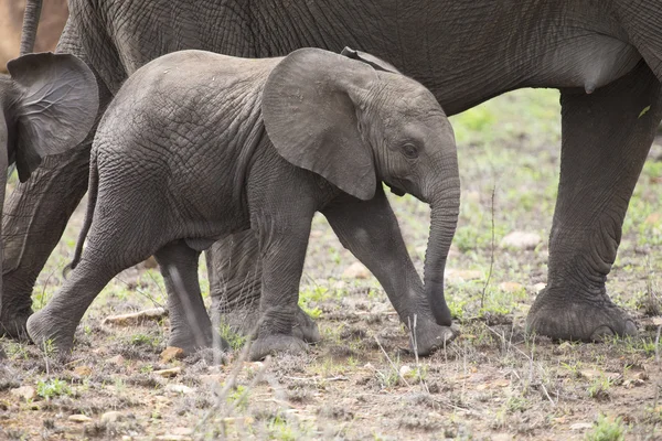 Troupeau reproducteur d'éléphants marchant et mangeant sur l'herbe courte — Photo