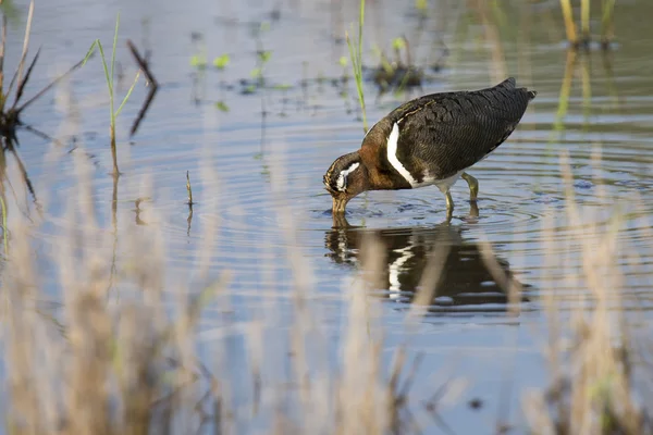 Watersnip vrouwelijke wandelen in ondiep water jacht insecten geschilderd — Stockfoto