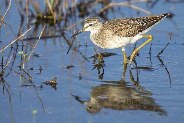 Wood sandpiper wading in shallow water with reflection — Stock Photo, Image