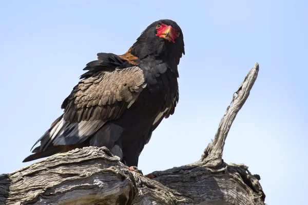 Érett bateleur ül egy fa, kék sky — Stock Fotó