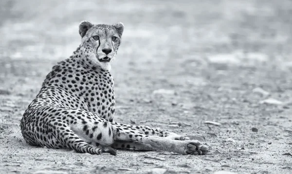 Einsamer Gepard liegt in der Dämmerung auf einer Straße und ruht — Stockfoto