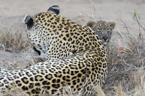 Λεοπάρδαλη μητέρα νοιάζεται για cub της κατά τη συλλογή σκοτάδι — Φωτογραφία Αρχείου