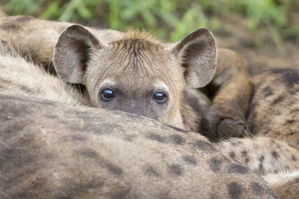 Hyena cubs feeding on their mother as part of a family — Stock Photo, Image