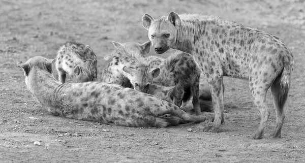 Hyena mláďata krmení na jejich matku, jako součást rodiny — Stock fotografie