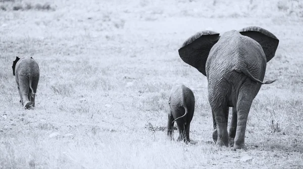 Breeding herd of elephant walking and eating on short grass — Stock Photo, Image