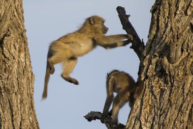 Genç Babunlar oynamak ve bir ağaçta atlama