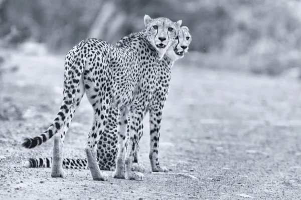 Zwei Gepardenbrüder laufen auf der Suche nach Beute in einer Straße — Stockfoto