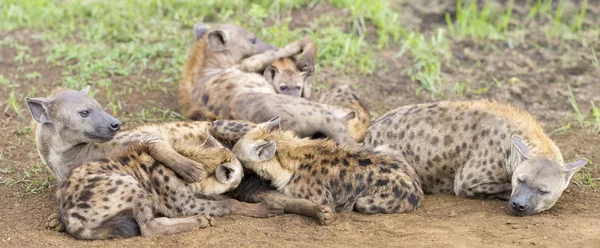 Filhotes de hiena alimentando-se de sua mãe como parte de uma família — Fotografia de Stock