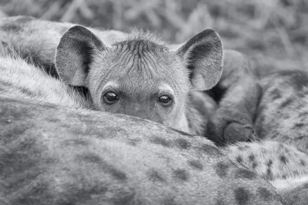 Hyena oursons se nourrissant de leur mère dans le cadre d'une famille — Photo