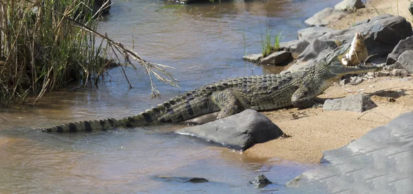 Large nile crocodile eat a fish on river bank — Stock Photo, Image