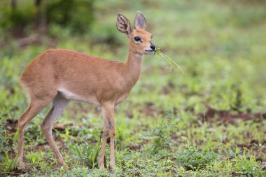 Small Steenbok female walking carefully over open dry ground clipart