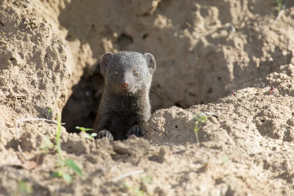 Dwarf mongoose family enjoy the safety of burrow — Stock Photo, Image