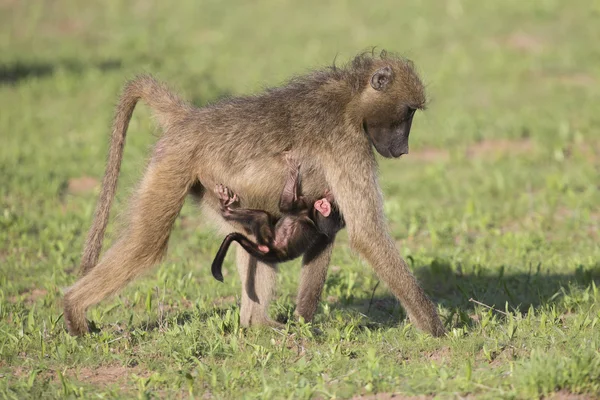 Pavianfamilie spielt in der Natur, um Bindungen zu stärken — Stockfoto