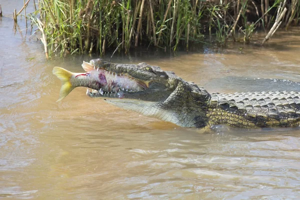 Velké krokodýl nilský jíst ryby na břehu řeky — Stock fotografie