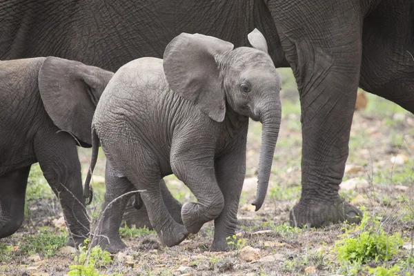 Breeding herd of elephant walking and eating on short grass — Stock Photo, Image