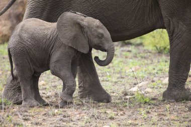 Yürüyüş ve kısa çim yeme fil sürüsü doğurmak