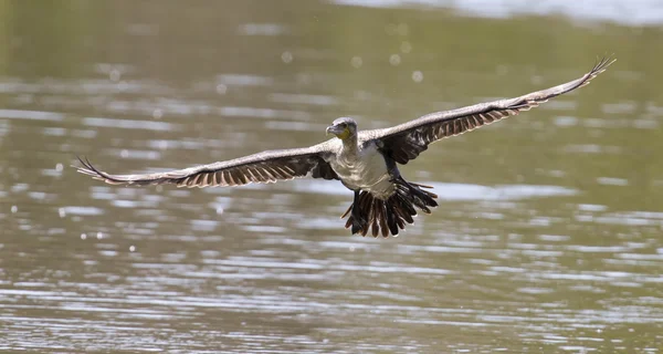 Corvos-marinhos de peito branco descolam da barragem para caçar peixes — Fotografia de Stock