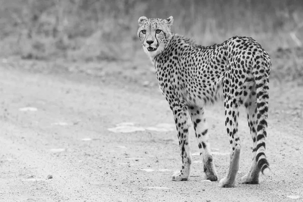 Samotny cheetah przejście w poprzek drogi o zmierzchu szukasz drapieżne — Zdjęcie stockowe