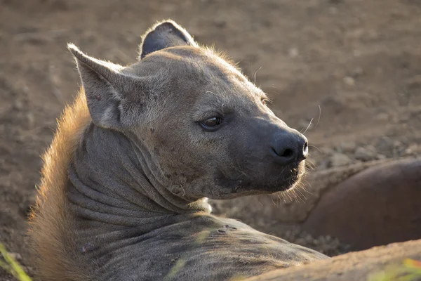 Twee hyena's liggen op zoek en observeren jonge — Stockfoto