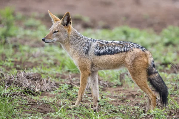 Svart backas jackal gå på kort gräs letar efter mat — Stockfoto