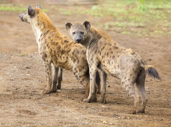 Twee hyena zoekt zorgvuldig mogelijk gevaar naderen prot — Stockfoto