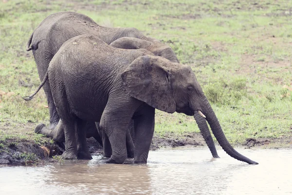 Elefante andando na água para tomar uma bebida e esfriar em d quente — Fotografia de Stock