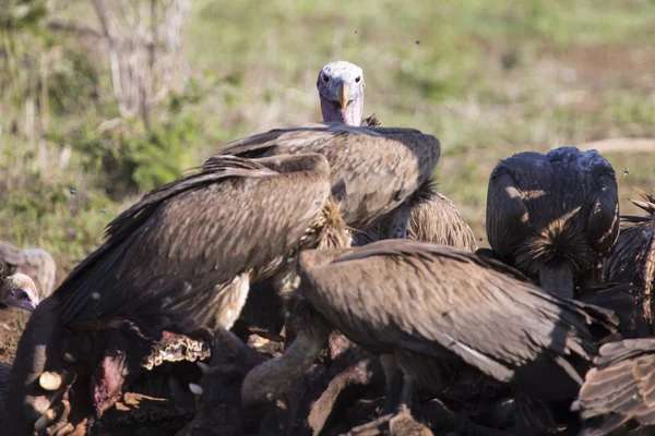 Vultures sitting on ground after eating ready to fly — Stock Photo, Image