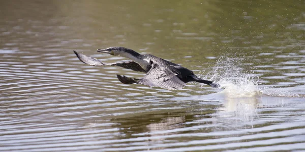 Corvos-marinhos de peito branco descolam da barragem para caçar peixes — Fotografia de Stock