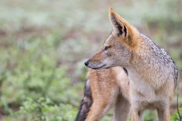 Svart backas jackal gå på kort gräs letar efter mat — Stockfoto