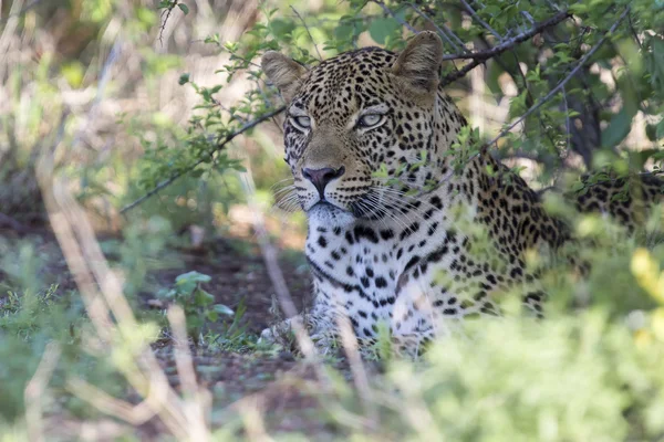 Schöner großer männlicher Leopard, der in der Natur auf der Jagd geht — Stockfoto