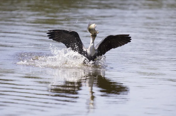 Le cormoran à poitrine blanche décolle du barrage pour chasser le poisson — Photo