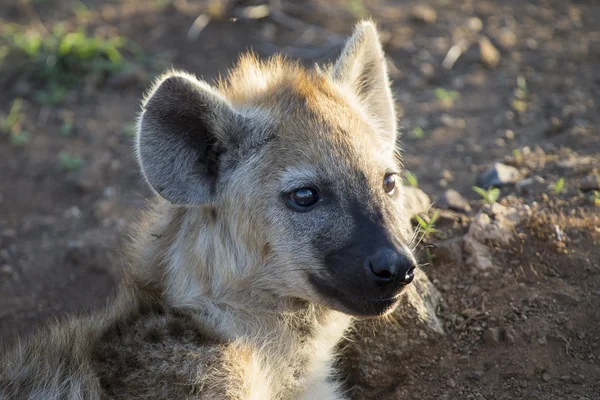 Två hyena liggande ute och observera unga — Stockfoto