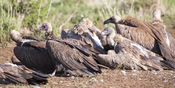 Vultures sitting on ground after eating ready to fly Royalty Free Stock Images