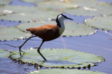 African jacana plod along on water plants chasing insects to eat clipart